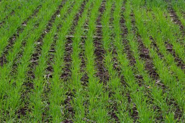 Sıra sıra yeşil filizler, tarım kavramı, buğday ya da çavdar tarlası ekimi.