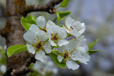 Mavi gökyüzüne karşı çiçek açan armut dalı. Armut çiçekleri ve küçük beyaz çiçekler. Meyve ağaçlarının bahar çiçekleri. Bulanık arkaplan.