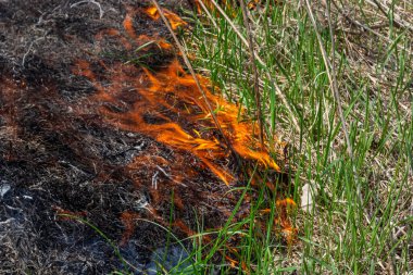 Bahçede eski kuru otları yakmak. Tarlada yanan kuru otlar. Orman yangını. Sakal tarlası çiftçiler tarafından yakılıyor. Sahada yangın.