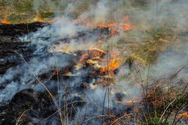 Bahçede eski kuru otları yakmak. Tarlada yanan kuru otlar. Orman yangını. Sakal tarlası çiftçiler tarafından yakılıyor. Sahada yangın.