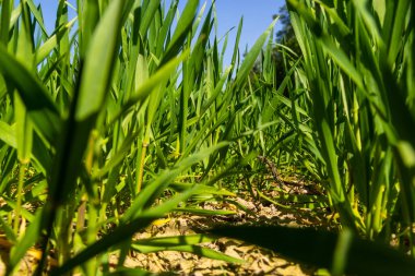 Toprakta yetişen küçük buğday fideleri. Tarım ve tarım teması. Organik gıda sahada üretiliyor. Doğal arkaplan.