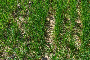 Toprakta yetişen küçük buğday fideleri. Tarım ve tarım teması. Organik gıda sahada üretiliyor. Doğal arkaplan.