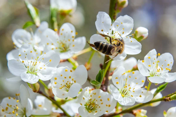 Kafkas eriği çiçekli bal arısı. Prunus cerasifera var.divaricata.