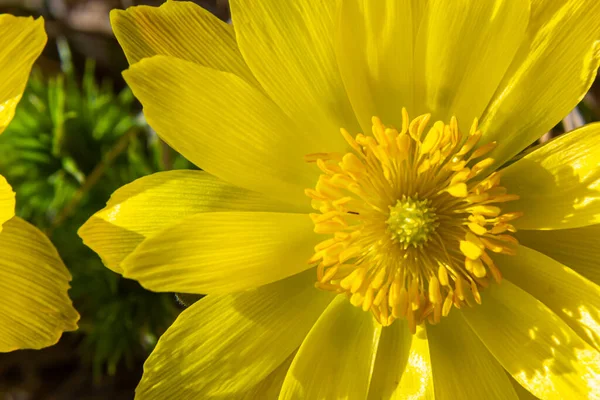Flores Amarelas Floresta Adonis Vernalis Olho Faisão Olho Faisão Primavera — Fotografia de Stock