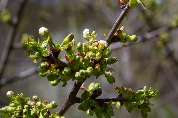 Cerejeira Florescente Jardim Primavera Feche Flores Brancas Uma Árvore Fundo — Fotografia de Stock