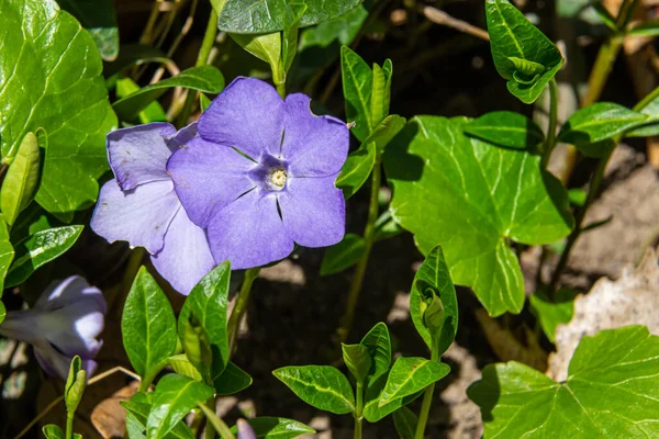 Beautiful Purple Flowers Vinca Background Green Leaves Vinca Minor Small — Stok fotoğraf