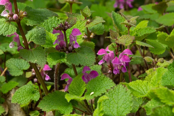 Benekli, ölü lamium maculatum pembe çiçekleri. Lamium maculatum çiçekleri yakın çekim.