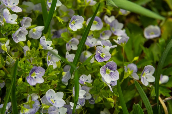 Macro Photographie Birdeye Speedwell Veronica Persica Lumière Naturelle Douce — Photo