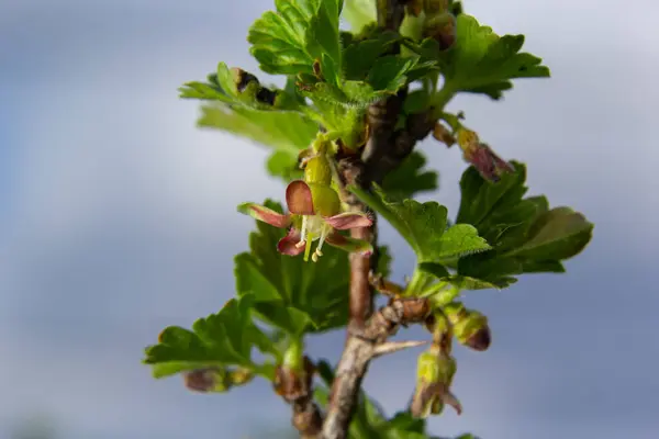 在花园特写的灌木枝上盛开的山莓花 自然背景 — 图库照片