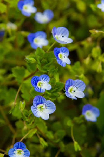 Bireye Speedwell 'in makro fotoğrafı, Veronica Persica, yumuşak doğal ışık altında..