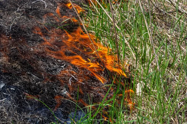 Καίγοντας Παλιό Ξηρό Γρασίδι Στον Κήπο Φλεγόμενο Ξηρό Γρασίδι Ένα — Φωτογραφία Αρχείου