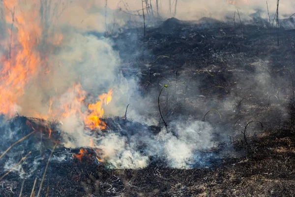 Bahçede eski kuru otları yakmak. Tarlada yanan kuru otlar. Orman yangını. Sakal tarlası çiftçiler tarafından yakılıyor. Sahada yangın.
