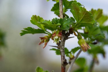 Çiçekler bektaşi üzümü bahçedeki çalıların üzerinde çiçek açıyor, doğa arka planında..
