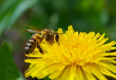Çayırdaki sarı karahindiba çiçekli küçük beyaz tüylü yabani arıya yaklaş..
