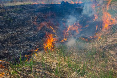 Bahçede eski kuru otları yakmak. Tarlada yanan kuru otlar. Orman yangını. Sakal tarlası çiftçiler tarafından yakılıyor. Sahada yangın.