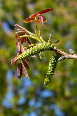 Çiçekli ceviz ağacı, dallı erkek çiçekler. Çiçekli ceviz ağacı, dallı erkek çiçekler. Güneşli gün, mavi gökyüzü, erken bahar.