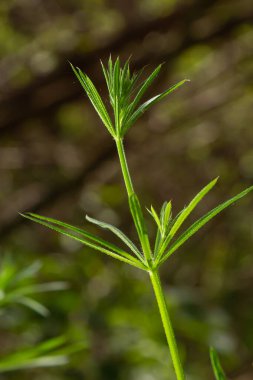 Herb Galium aparin satırları bir yaz çayırında. Sarı çiçekler çimenlerin arasında güneş ışığı. Yazın doğal arka plan. Boşluğu kopyala.
