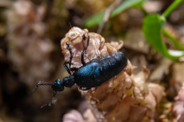 Mor yağ böceği, Meloe otla besleniyor, makro fotoğraf..