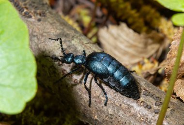The violet oil beetle Meloe violaceus, is a species of oil beetle belonging to the family Meloidae. These beetles are present in most of Europe, in East Palearctic ecozone, in the Near East. clipart