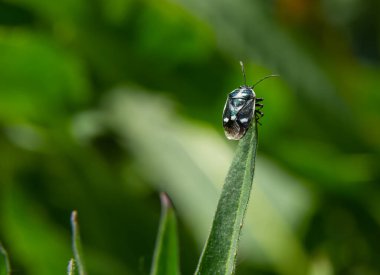 Lahana böceği, brassica shieldbug, Eurydema oleracea, Pentatomidae familyasından bir bahçede yaprak üzerinde. Bahar, Mayıs.