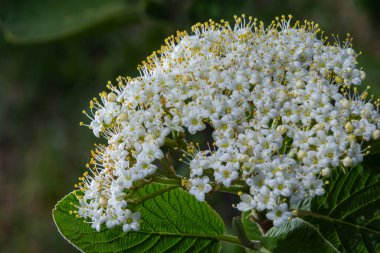 İlkbaharda Viburnum 'un vahşi çiçeklerinde, Viburnum lantana.