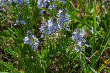 Veronica prostrata, bir dağ çiçeği olan güneşli tepelerden oluşan açık mavi bir bitkidir..