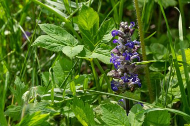 Ajuga Reptans Atropurpurea 'nın ilkbaharda çekilmiş mavi çiçekleri..