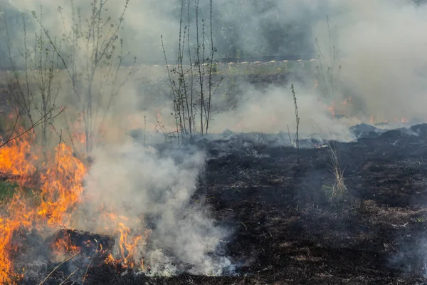 Kuru otları yakıyorum. Diller kırmızı alev ve yanan kuru sarı çimenler duman içinde.