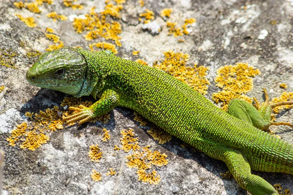 Lacerta Viridis Una Especie Lagarto Familia Laceridae Lagarto Piedra — Foto de Stock