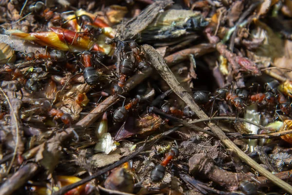 Formika rufa, aynı zamanda ilkbaharda kırmızı odun karınca olarak da bilinir..