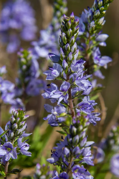 Veronica Prostrata Svagt Ljusblã Blommande Soliga Kullar Bergsblomma — Stockfoto