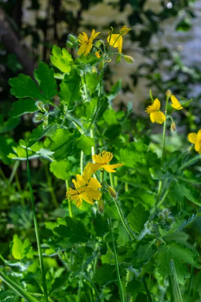 Flores Amarelas Chelidonium Sabidas Geralmente Como Celandine Maior Tetterwort Borda — Fotografia de Stock