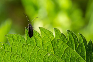 asker böcek, Cantharis obscura, çimen şişirme üzerine.
