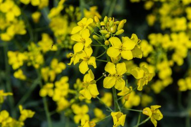 Kolza tohumu tarlası, çiçek açan kanola çiçekleri kapanıyor. Yazın sahada tecavüz. Parlak sarı kolza yağı. Çiçekli kolza tohumu.