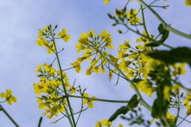 Kolza tohumu tarlası Ukrayna 'da mavi gökyüzünde parlak sarı çiçeklerle çiçek açar. Yakın çekim..
