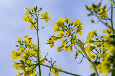 Kolza tohumu tarlası Ukrayna 'da mavi gökyüzünde parlak sarı çiçeklerle çiçek açar. Yakın çekim..