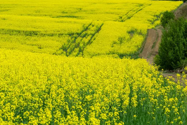 菜の花畑が咲いています 夏に畑でレイプ 明るい黄色の菜種油 開花菜種 — ストック写真