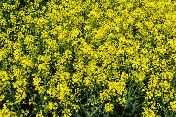 菜の花畑 開花菜の花が近くにあります 夏に畑でレイプ 明るい黄色の菜種油 開花菜種 — ストック写真