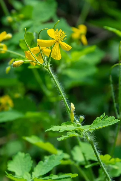 森の端にあるセランディンやテターヨモギとして知られる黄色のチェリドニウムの花 — ストック写真