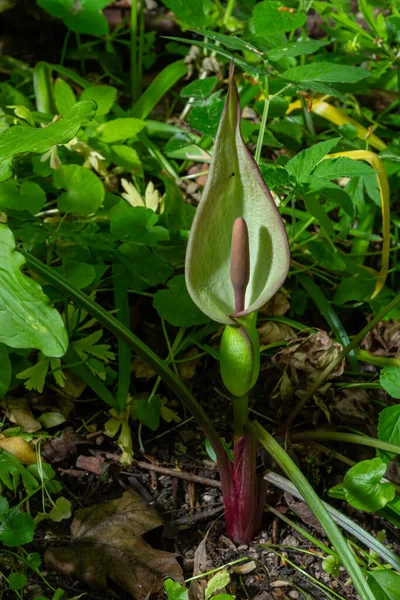 Fleur Seigneur Des Dames Plante Tête Serpent Arum Maculatum — Photo