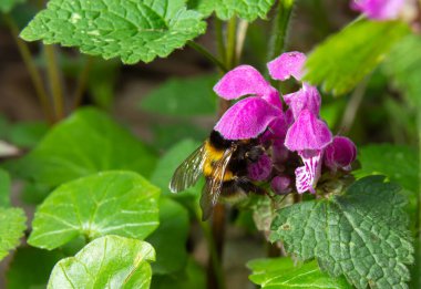Kabarık yaban arısı yakından. Lamium maculatum çiçekleri yaban arısı dölleyen bir arka plan.