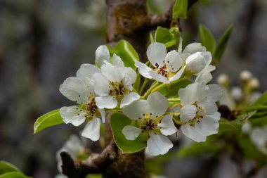 Mavi gökyüzüne karşı çiçek açan armut dalı. Armut çiçekleri ve küçük beyaz çiçekler. Meyve ağaçlarının bahar çiçekleri. Bulanık arkaplan.