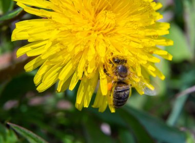 Sarı bacaklı madenci arı Andrena Flavipes 'ın sarı karahindiba çiçeği, Taraxacum officinale.