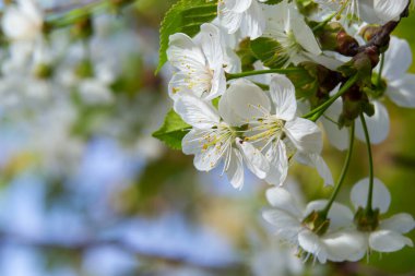 Bahar bahçesinde çiçek açan kiraz ağacı. Ağaçtaki beyaz çiçekleri kapat. Bahar arkaplanı.