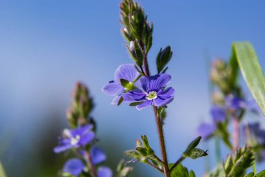 Veronica mavi çiçekleri kurutur ve yeşil yaprakların arka planına karşı güneş altında tomurcuklanır..