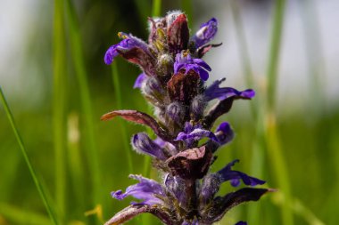 Ajuga Reptans Atropurpurea 'nın ilkbaharda çekilmiş mavi çiçekleri..