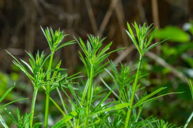 Herb Galium aparin satırları bir yaz çayırında. Sarı çiçekler çimenlerin arasında güneş ışığı. Yazın doğal arka plan. Boşluğu kopyala.