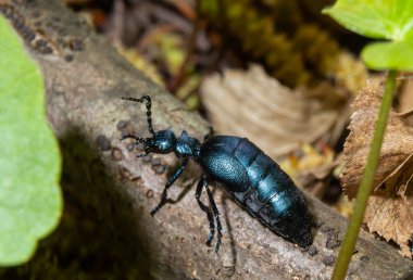 Mor yağ böceği, Meloe otla besleniyor, makro fotoğraf..