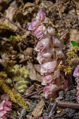 İlkbaharda doğal ortamlarda diş otu yetiştir, Lathraea squamaria.