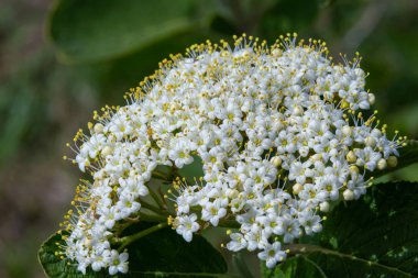 Viburnum lantana Aureum adlı bir bitkinin dalına beyaz tonlama..